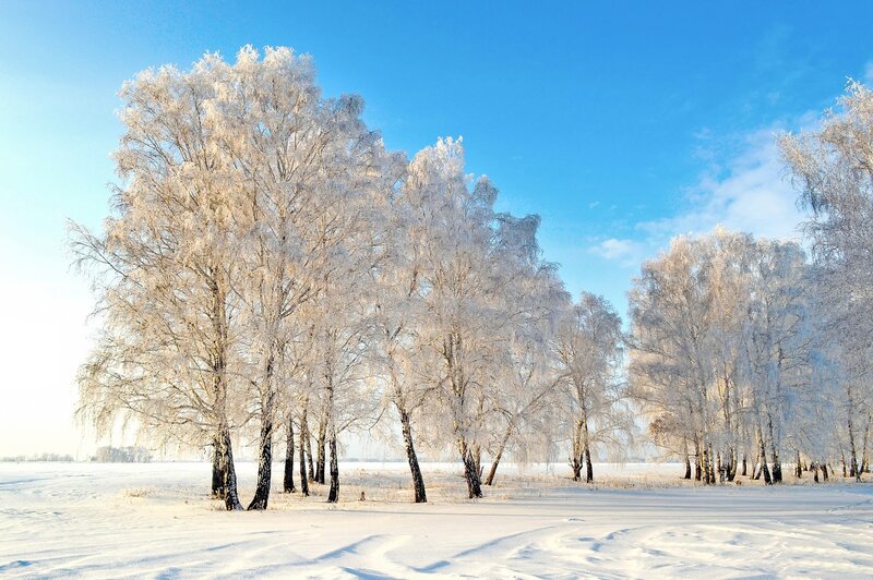 Frost-covered Birch Trees — White, Serene, Winter