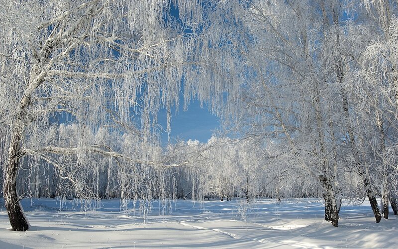 Frost-covered Birch Trees — White