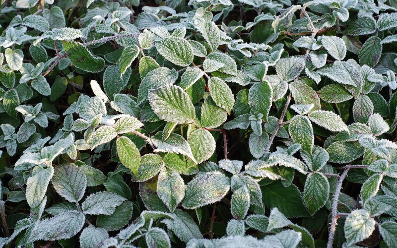 Frost-covered Blackberry Leaves