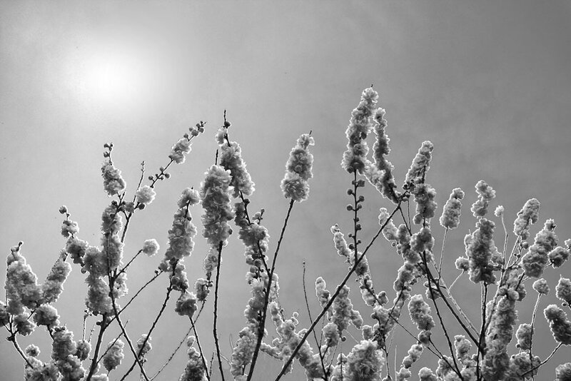 Frost-covered Blossoms