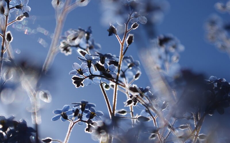 Frost-covered Blue Flowers