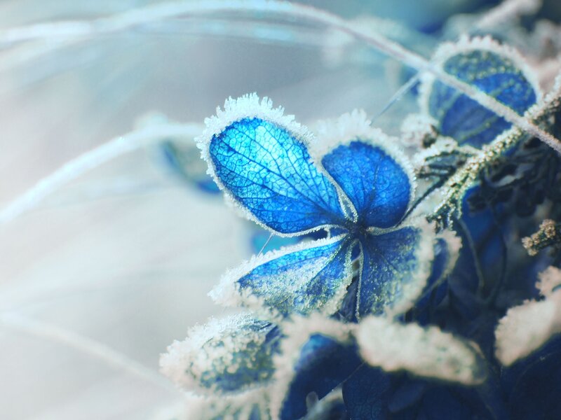 frost-covered blue hydrangea