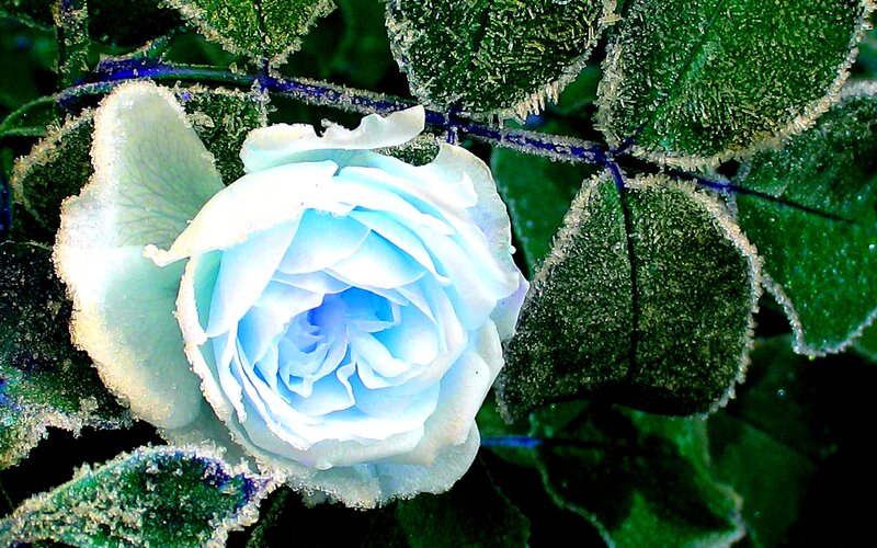 Frost-covered Blue Rose