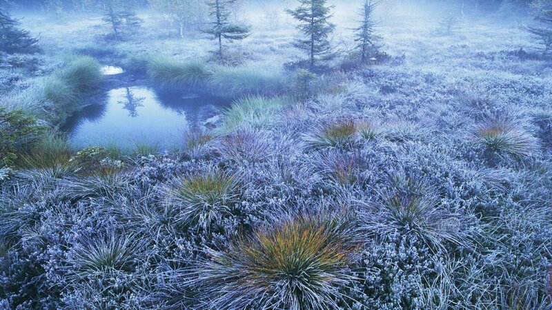 Frost-covered Bog — Blue