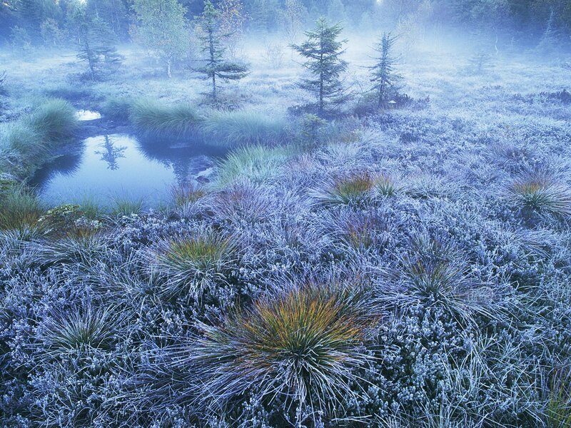 Frost-covered Bog