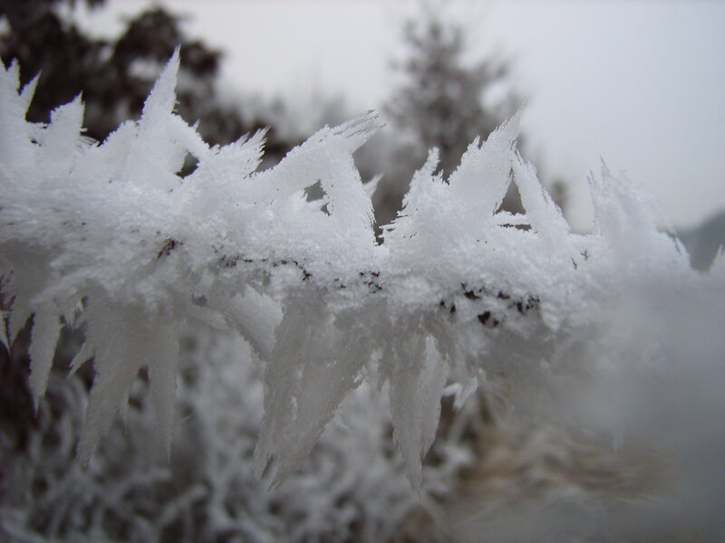 frost-covered branch