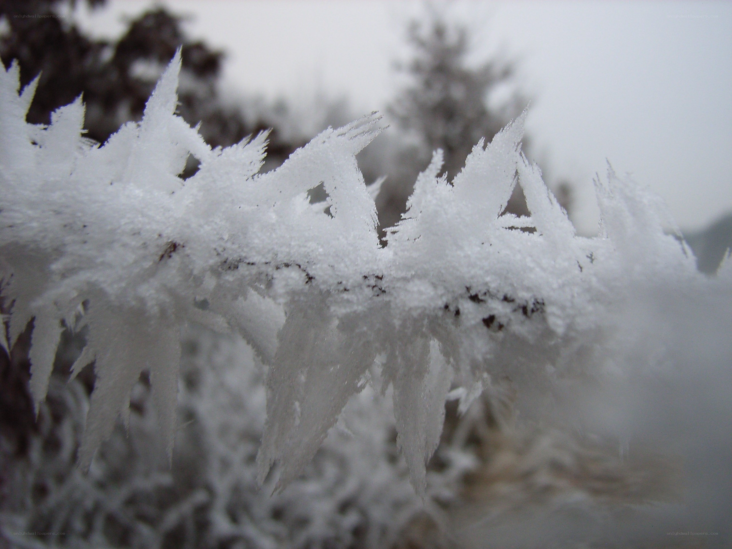 frost-covered branch