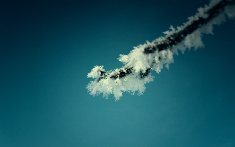 frost-covered branch against blue sky