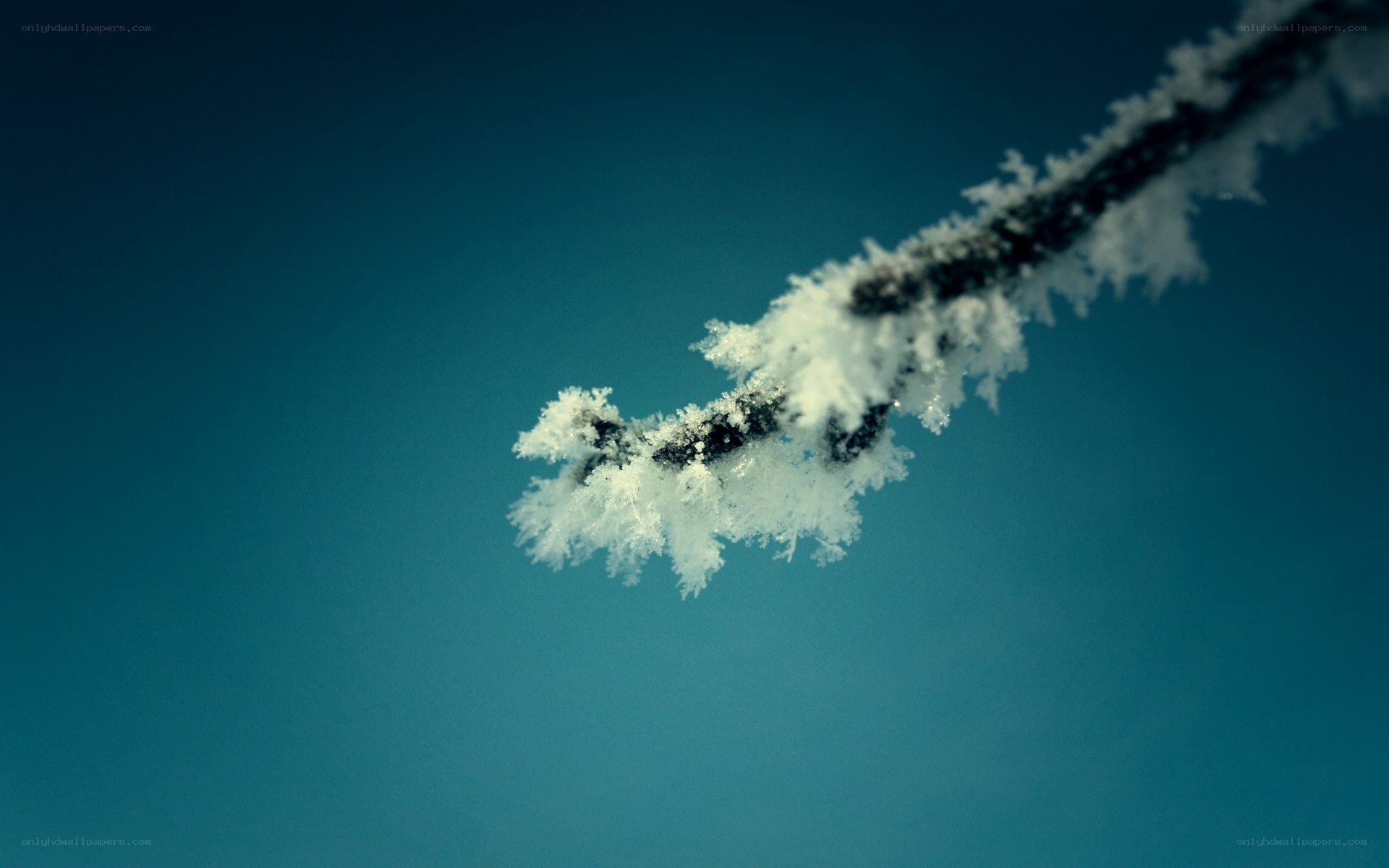 frost-covered branch against blue sky