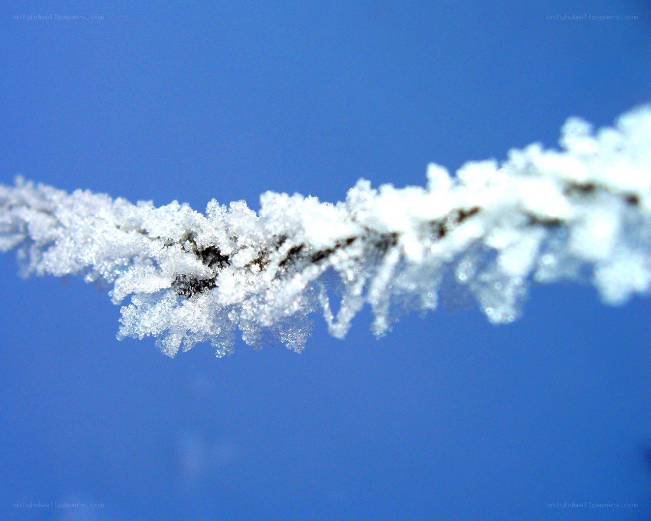 frost-covered branch against blue sky