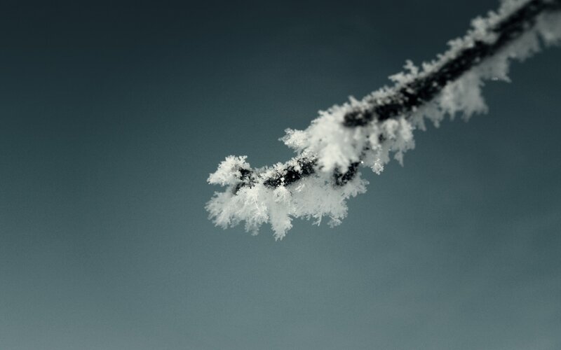 frost-covered branch against sky
