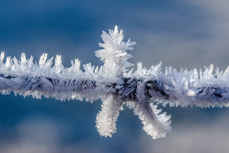 Frost-covered Branch — Blue, Cold