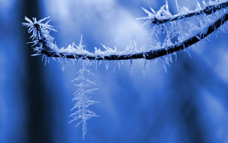 Frost-covered Branch — Blue, Cold, Winter