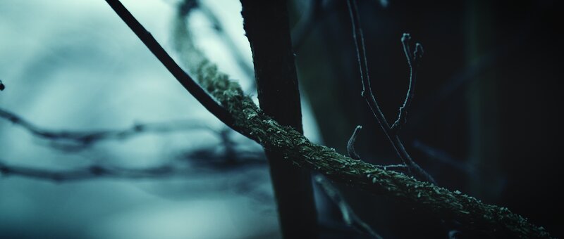 Frost-covered Branch — Blue, Dark