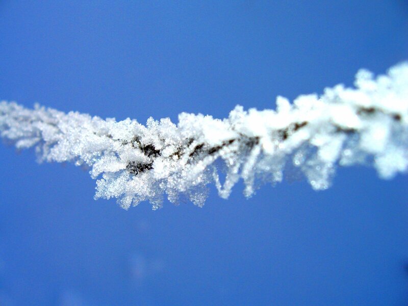 Frost-covered Branch — Blue