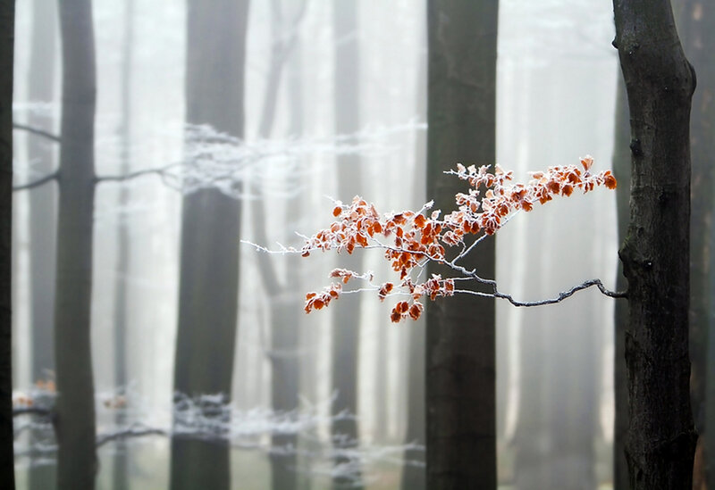 Frost-covered Branch in Forest