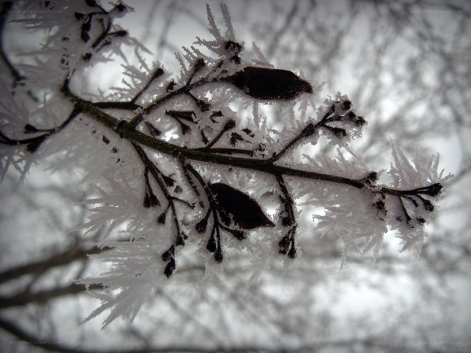 frost-covered branch in winter
