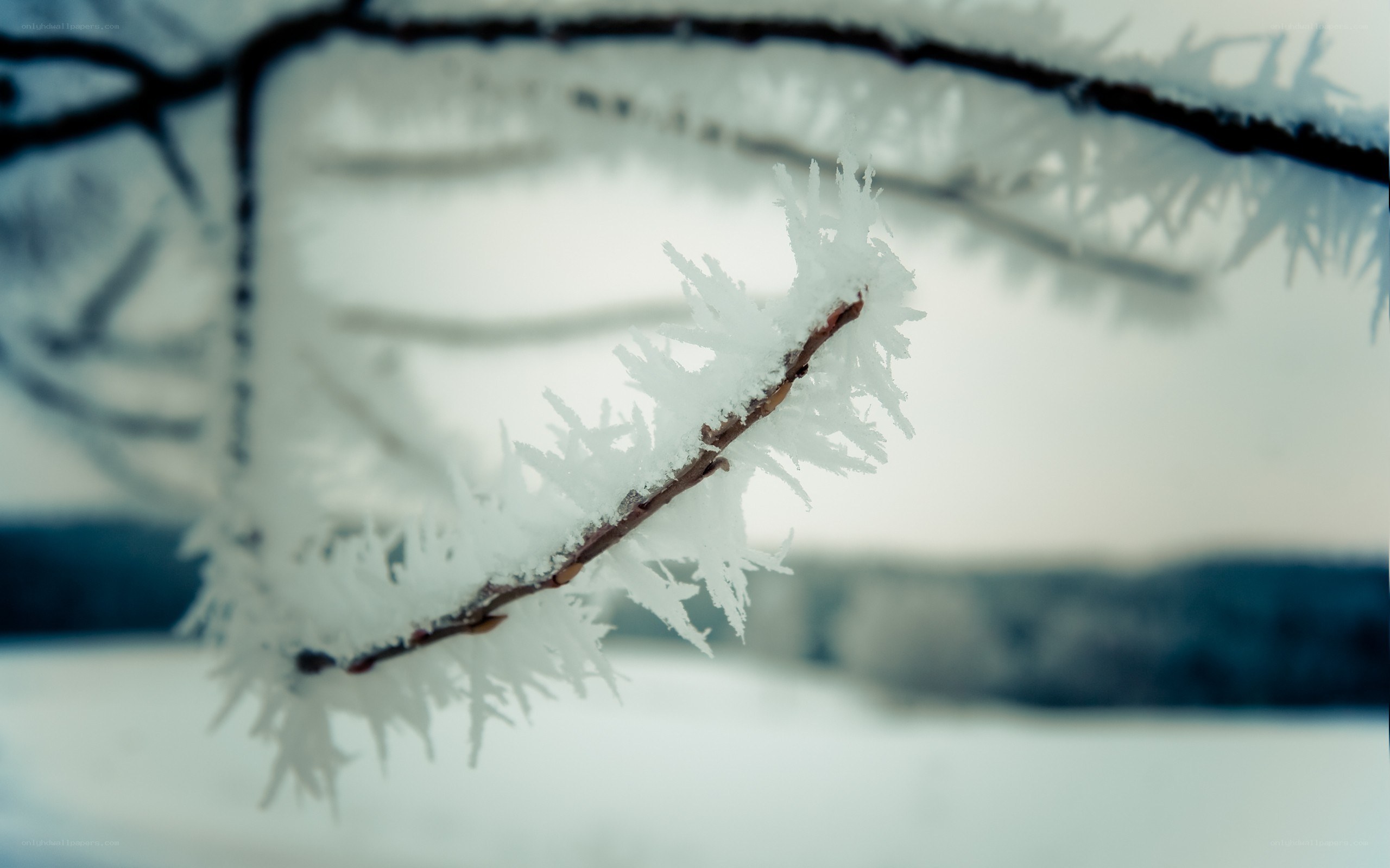 frost-covered branch in winter