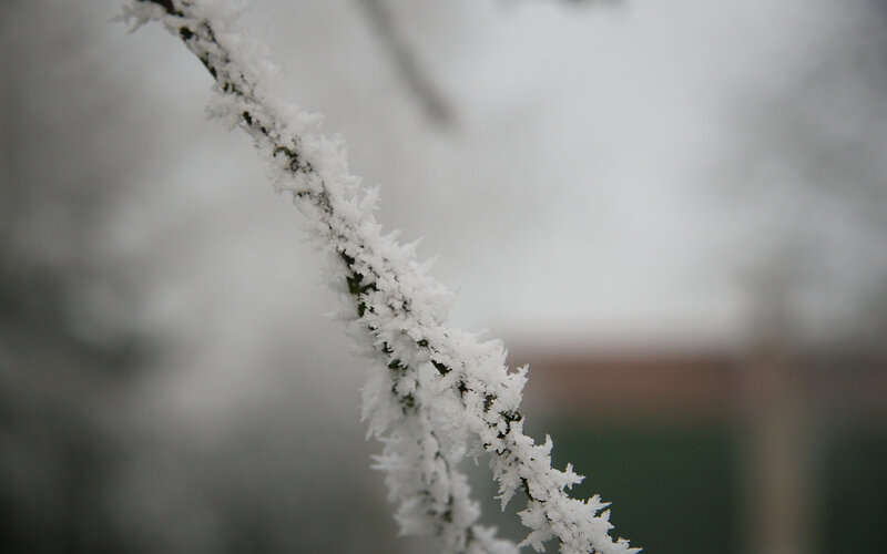 frost-covered branch in winter