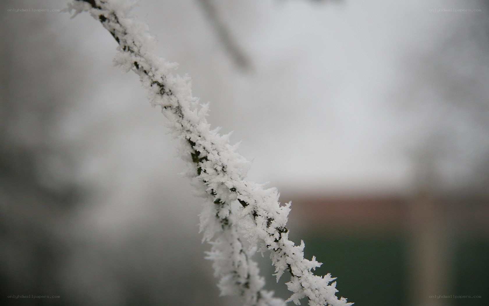 frost-covered branch in winter