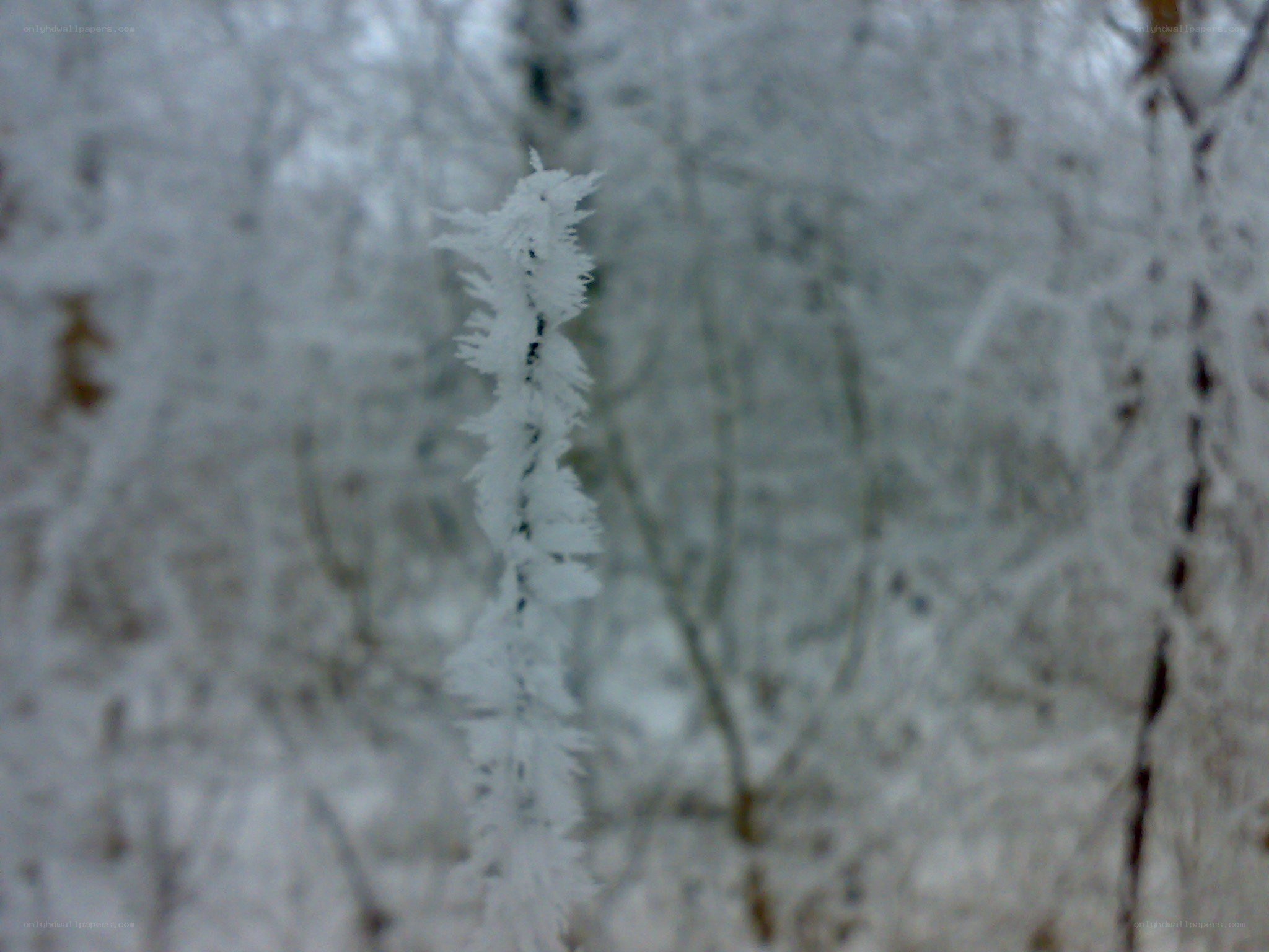 frost-covered branch in winter