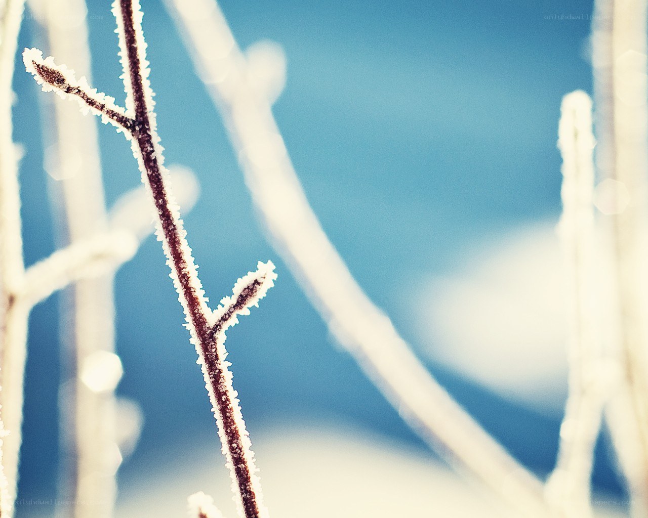 Frost-covered branch in winter