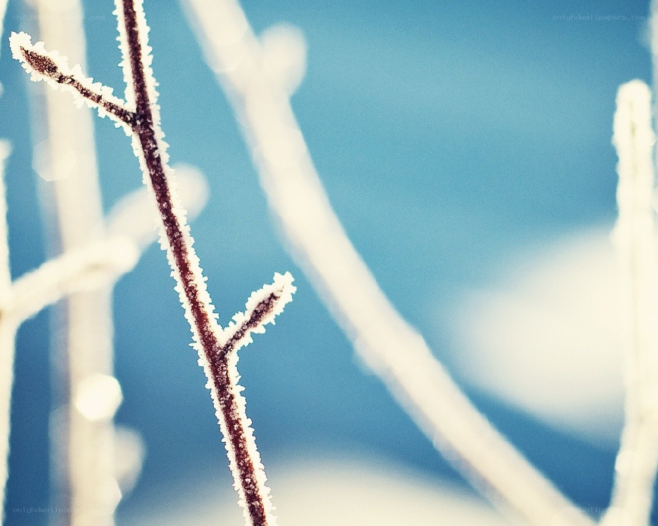 frost-covered branch in winter