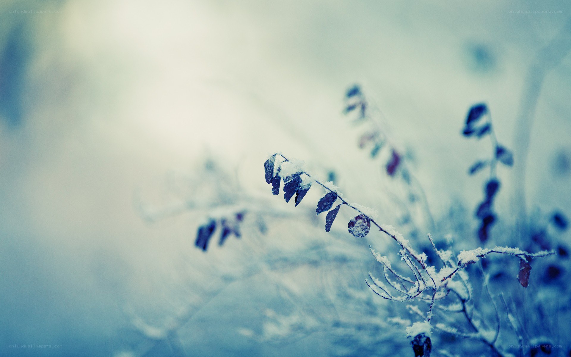 frost-covered branch in winter