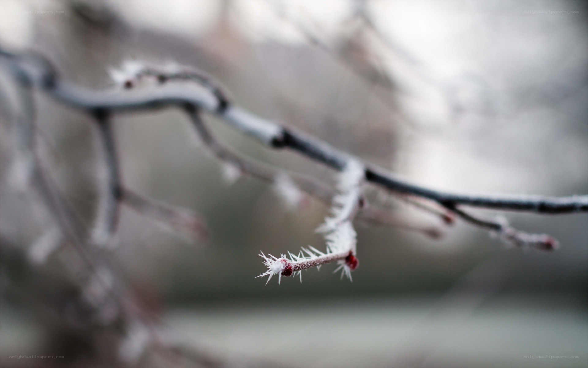 frost-covered branch in winter
