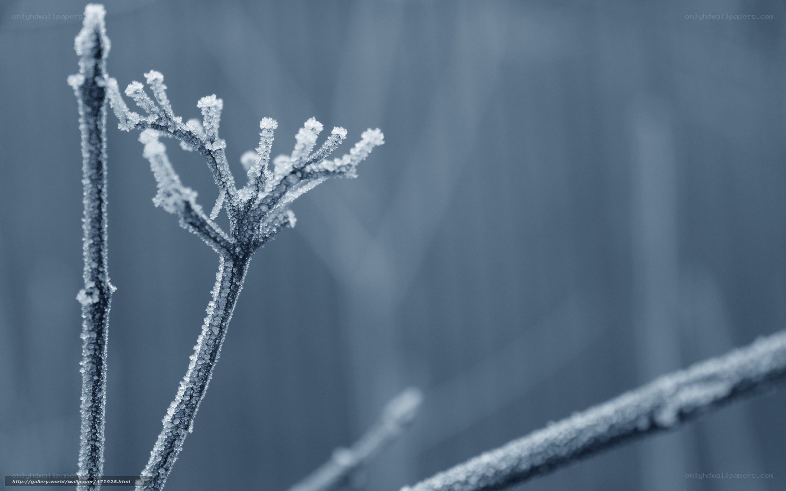 Frost-covered branch in winter