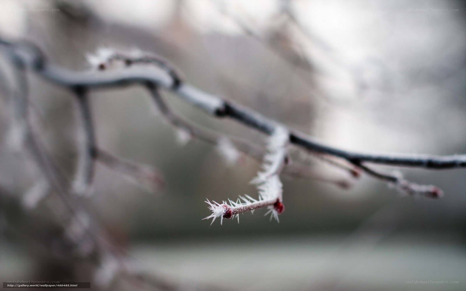 Frost-covered branch in winter