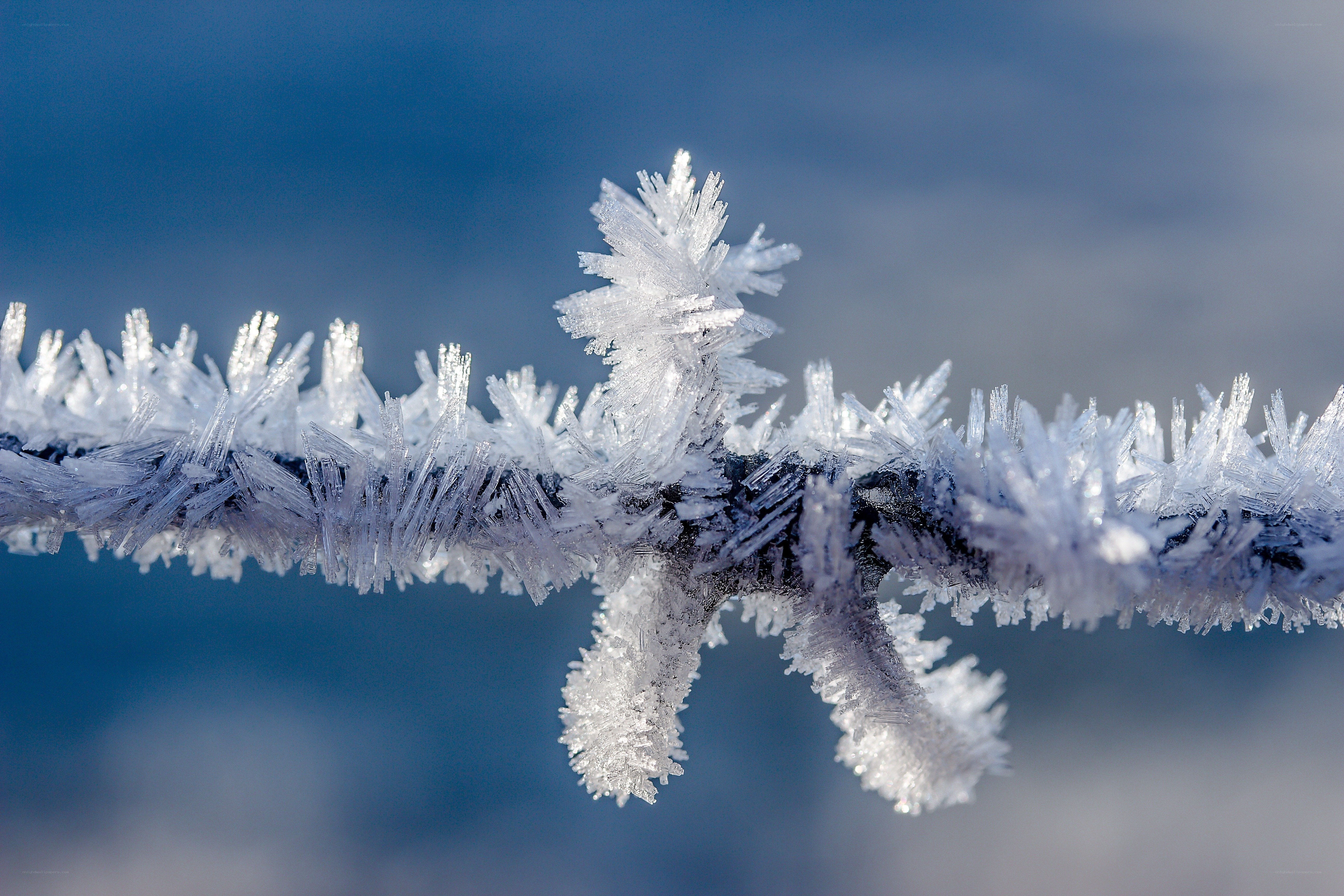 Frost-covered branch in winter