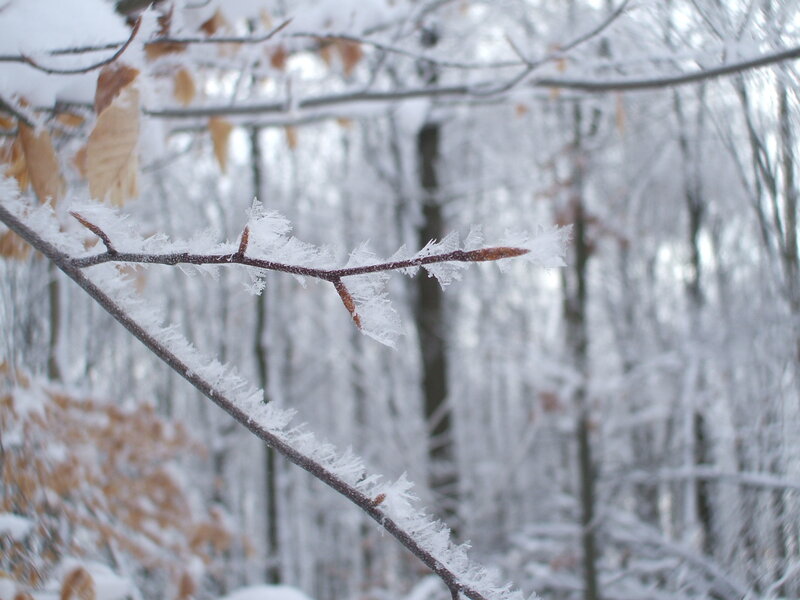 frost-covered branch in winter forest