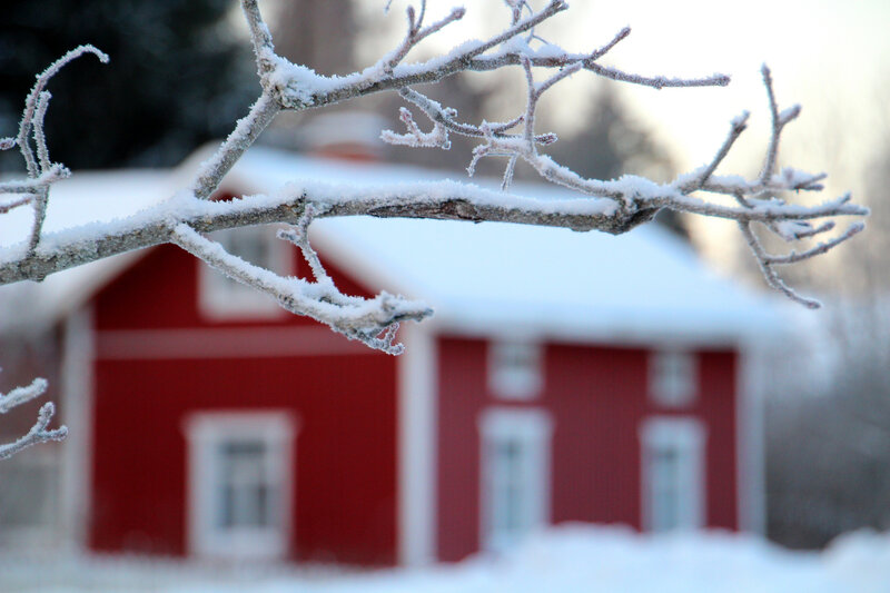Frost-covered Branch — Red