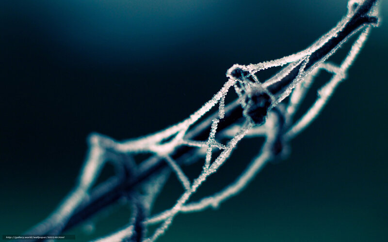 Frost-covered branch