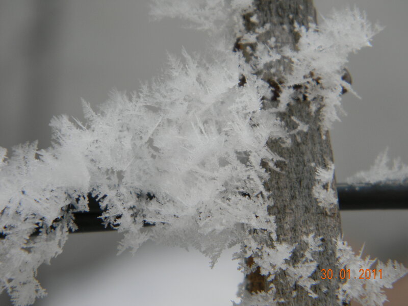 Frost-covered Branch — White, Cold