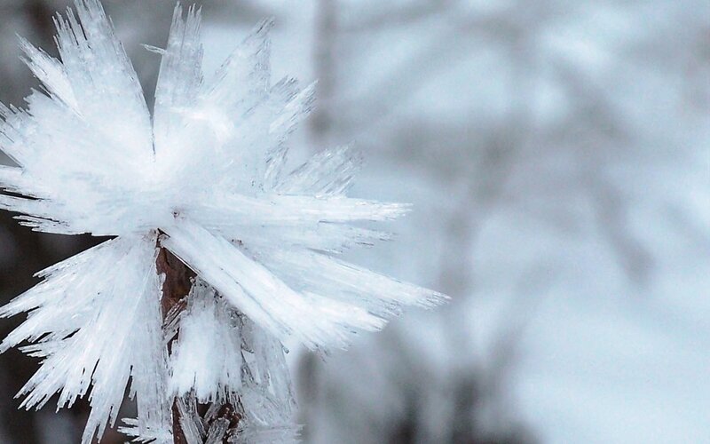 Frost-covered Branch — White, Cold, Winter, Photograph, Ice Crystals