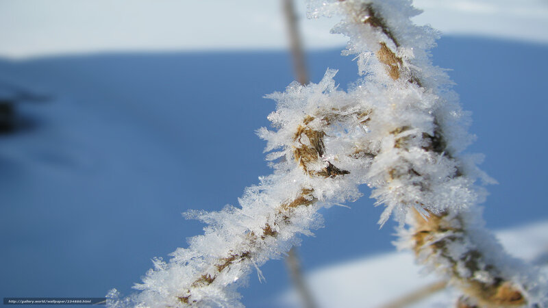 Frost-covered Branch — White, Cold, Winter, Photograph, Snow
