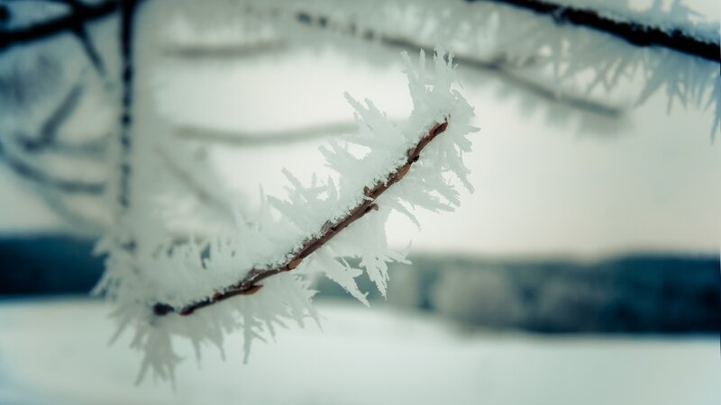 Frost-covered Branch — White, Cold, Winter, Photograph