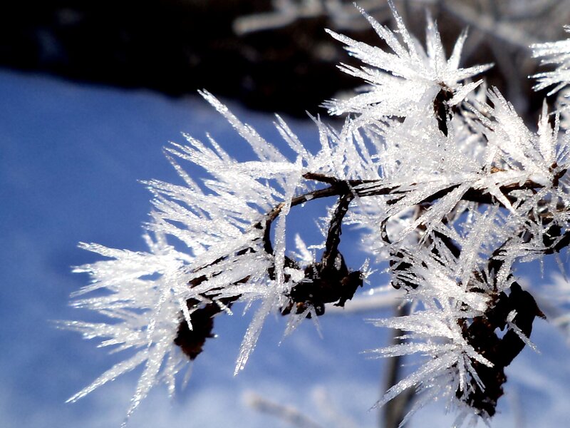 Frost-covered Branch — White, Cold, Winter