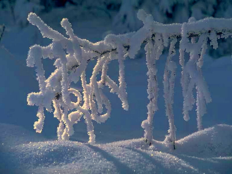 Frost-covered Branch — White, Serene