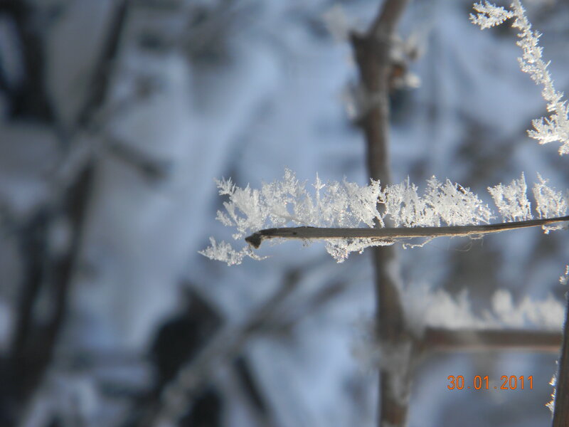 Frost-covered Branch — White