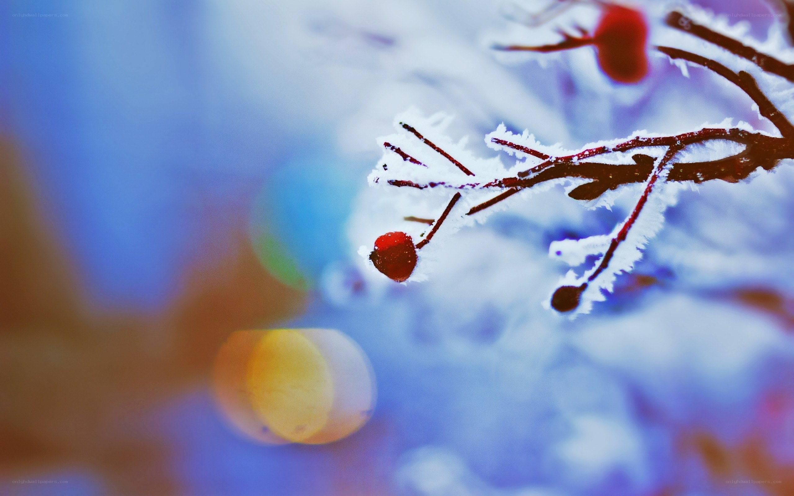 frost-covered branch with berries