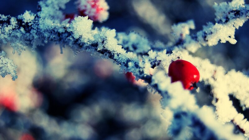 Frost-covered Branch with Berries — Red