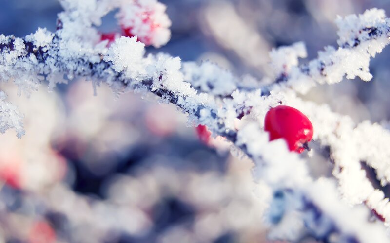 Frost-covered Branch with Berries — White, Cold