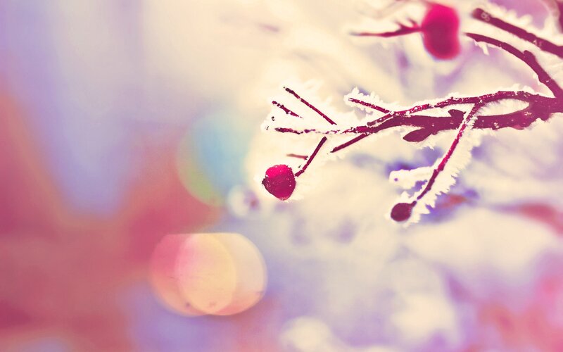 Frost-covered Branch with Berries — White