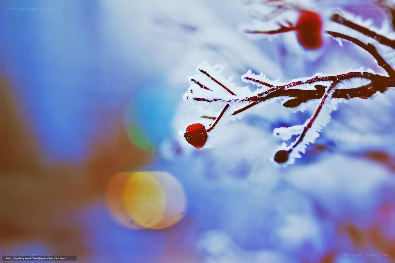 frost-covered branch with berries