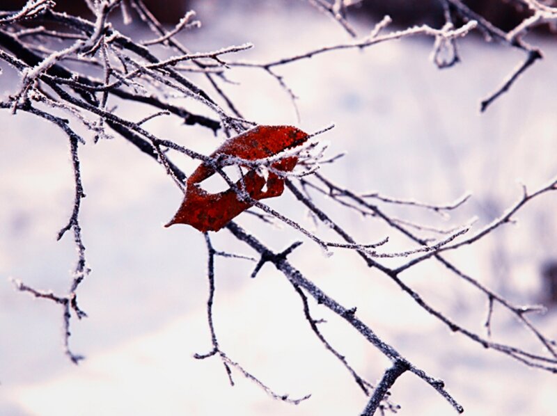 Frost-covered Branch with Leaf — Red