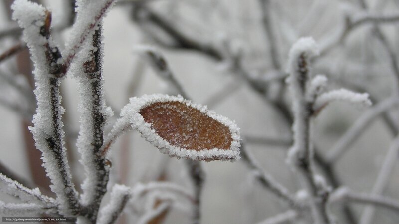frost-covered branch with leaf