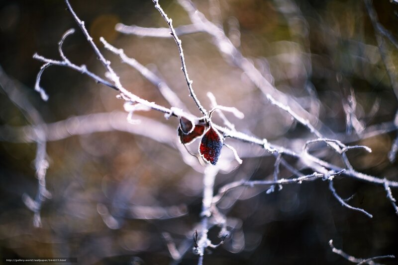 Frost-covered Branch with Leaf — White, Cold